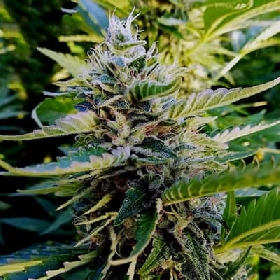 Nuttea Haze > French Touch Seeds